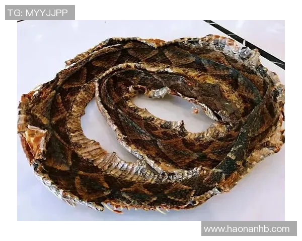 足球大蛇的深层含义与文化解读探讨